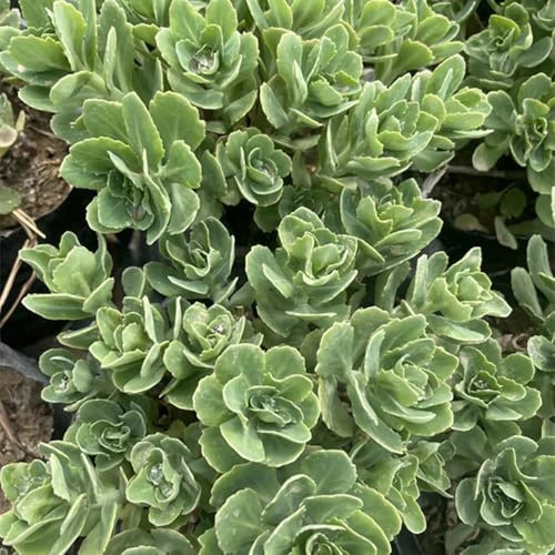 semillas de sedum cobertura del suelo - interior para balcón o invernadero de variedades antiguas, rocas para jardín 420pcs