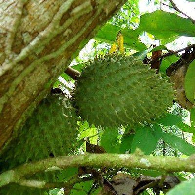 Annona Muricata - Soursop/Pawpaw - seltene tropische Pflanze Baum Samen (10)