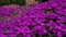 NUOVO! 50+ Delosperma VIOLA SEMI DI GHIACCIO fiore pianta/PERENNE