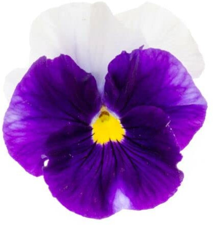 Winter Bedding Plants, 'Beaconsfield', 20 x Full Plant Pack, Pansy Plants, Winter Pansies, Garden Flowers, Garden Ready and Ready to Plant, Premium Quality Flowers