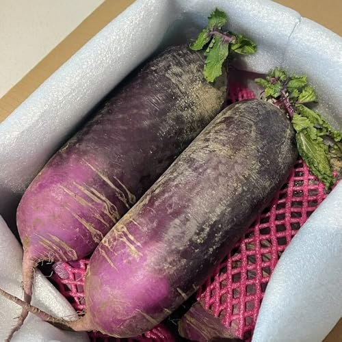 semillas de rábano, Semillas de variedades antiguas Rabano sativus, raras jardín de jardín de rocas resistentes 250pcs