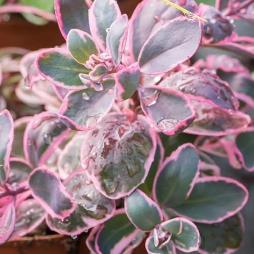 semillas de sedum erythrostictum Decoración orgánica balcón jardín 420pcs