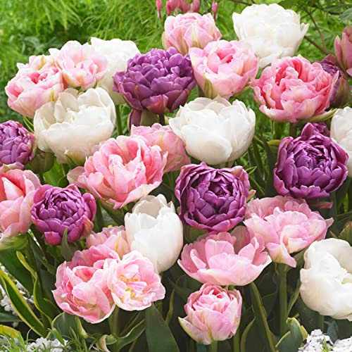 Bulbi di tulipani Double Lilac White (20 pièces) esclusivi tulipani neri dall'Olanda, resistenti e perenni per giardino, vasi, balcone da Amsterdam (bulbi grandi, senza semi, non artificiali)