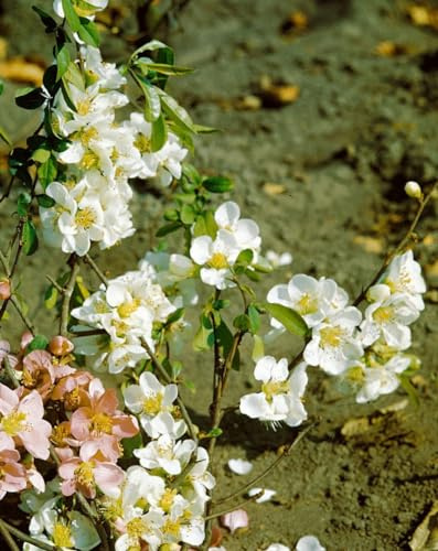 Zierquitte Chaenomeles Nivalis 40-60 cm Heckenpflanze winterhart | Weiße Blüten im Frühjahr, sonnig bis halbschattig, schnittverträglich, bienenfreundlich, ideal für Hecke und Sichtschutz