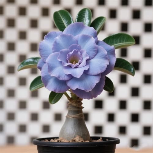 Winterhart pflanzen, Mysteriöse magische Glühbirne,Lebende Pflanzen,Mehrjährige Blumenzwiebel ist winterhart,Gift, Blumenzwiebel Mix-2Wüstenrose knollen-E
