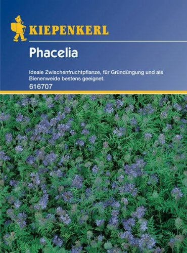 Phacelia Bienenweide Gründünger