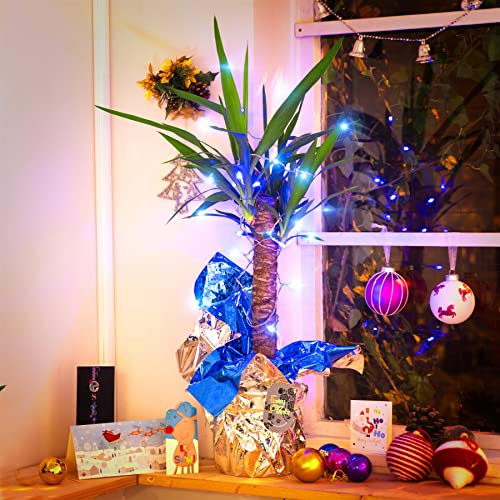 Yucca Palmier dans un emballage cadeau avec guirlande lumineuse bleue – Décoration de Noël Nouvel An