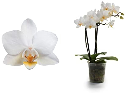DECOALIVE Flor Natural Orquídea Planta de Interior con Flores de Color Blanco, 8435712005982