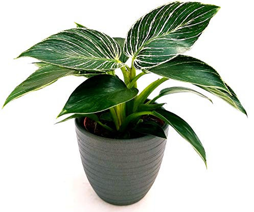 POWERS TO FLOWERS - PHILODENDRON BIRKIN WHITE MEASURE IN VASO CERAMICA ANTRACITE A RIGHE, pianta vera