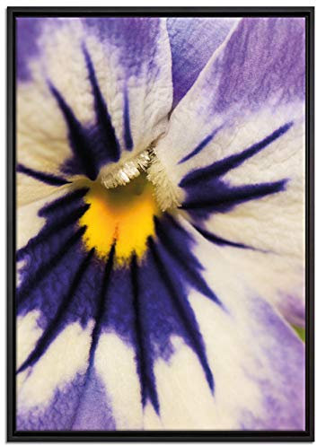 Pixxprint farbenfrohes Stiefmütterchen Leinwandbild 100x70 cm im Bilderahmen, Wandbild, Schattenfugenrahmen, Kein Poster