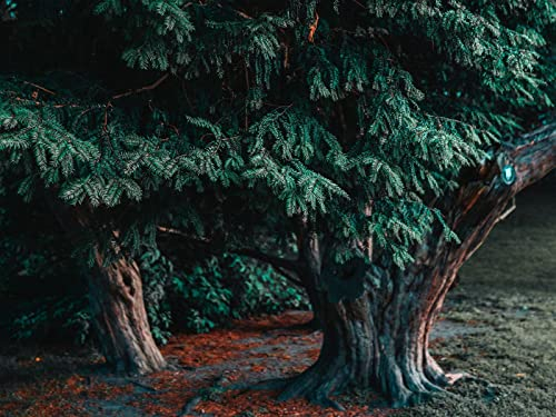 Erwachsenenpuzzle ab 14 Jahren, Baum, Nadelbaum, immergrün, 70x50cm