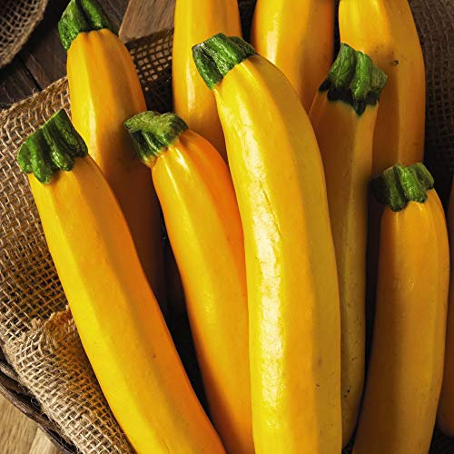 Vegetable Seed - Courgette Parador F1 Hybrid Finished Packet – Half Hardy Annual – (5 Seeds)