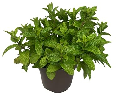 Hierbabuena Planta, Maceta de 14 cm | Natural de Exterior, Aromática y Culinario