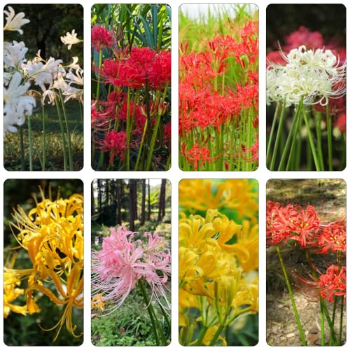 bulbi giglio ragno - Lycoris Radiata giardino massiccio giardino perenne resistenti Letti sollevati per la copertura resistente del balcone decorazione 5pcs