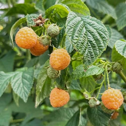 Himbeeren - exotische obstbaum obstsamen obstpflanzen säulenobst zwergobstbäume winterhart seltene balkonpflanzen balkongewächshäuser säulenobstbäume obstgarten alte sorten 150Samen