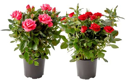 Set de 2 Rosales Miniatura con Flores Plantas Naturales para el Hogar