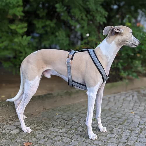 EDEL&SCHNELL Hundegeschirr aus grauem Tweed Größe M Windhundgeschirr mit Schnallen in Rosegold Geschirr für Windhunde, Whippet, Podenco, Galgo, Windspiel