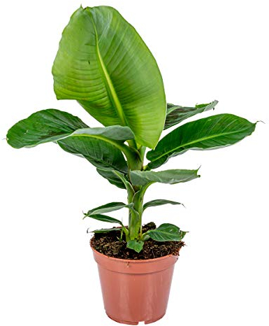Bloomique - Musa Oriental Dwarf - Bananenpflanze - Zimmerpflanzen - Pflegeleicht - Haustierfreundlich - Höhe 60-70 cm - Topf 17 cm