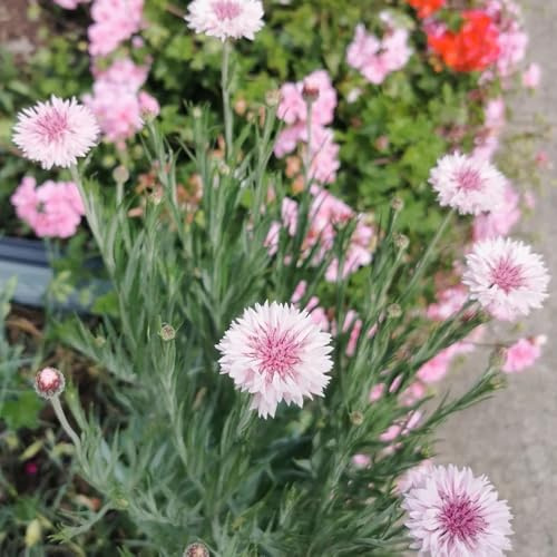 bodendecker kornblumen, deko winterhart blumendeko für sonnige plätze bodendecker winterhart mehrjährig 300samen