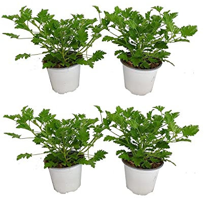 Geranio Planta Antimosquitos Pack de 4 Geranio Limón Plantas Repelentes de Mosquitos Geranio Citronela