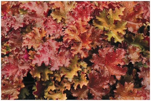 Stauden Gänge 3 x Heuchera Hybride 'Peach Crisp' Purpurglöckchen winterhart | Purpurner Bodendecker für Sonne bis Halbschatten, Blüte Mai bis Juli, mehrjährig, 1 L Topf (11x11 cm)