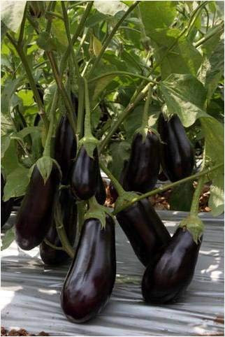 Nuovo 100 Semi di Melanzana Nero