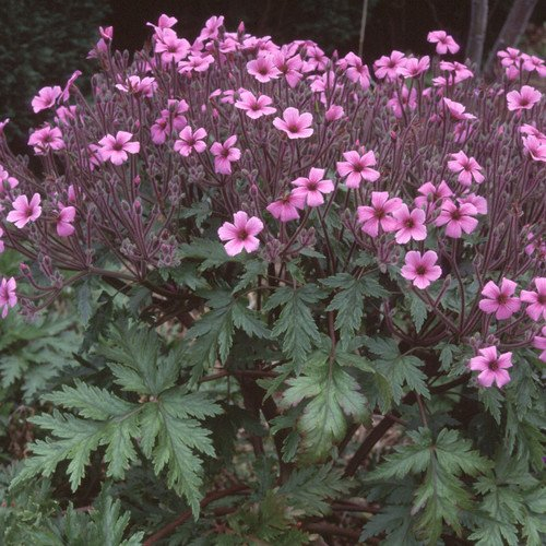 Plant World Seeds - Geranium Maderense Seeds (Perennial Flower Seeds)