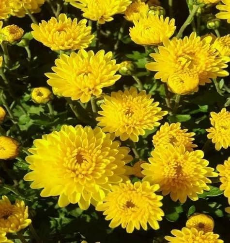 95 Stück gelbe Chrysanthemen-Blumensamen