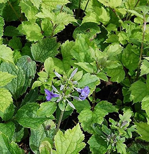 Stauden Clematis Cassandra - Clematis heracleifolia - lebende Gartenpflanze aus den Baumschulen