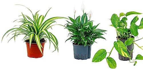 3 x air Purifying Plants Spider Plant Chlorophytum, Spathiphyllum Peace Lily, Golden POTHOS Scindapsus Epipremnum Aureum Devils Ivy in 12 cm pots