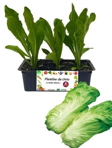 P. Piantine da Orto | Radicchio Pan di Zucchero, Kit 9 Piantine, Pianta Pronta per il Trapianto, Pianta Vera da Orto, da Balcone e da Esterno, Vivaio Italiano