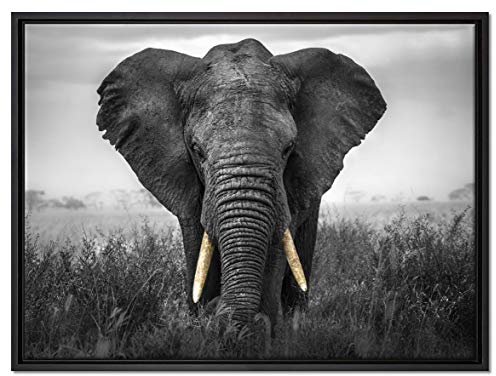 Pixxprint prachtvoller Elefant Leinwandbild 80x60 cm im Bilderahmen, Wandbild, Schattenfugenrahmen, Kein Poster