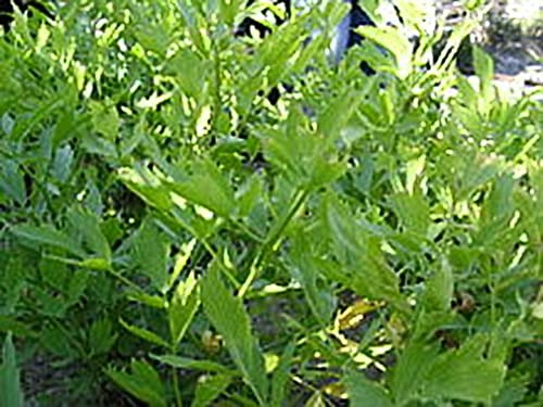 Lovage Great Garden Herb Seeds by Seed Kingdom (1 Oz Seeds)