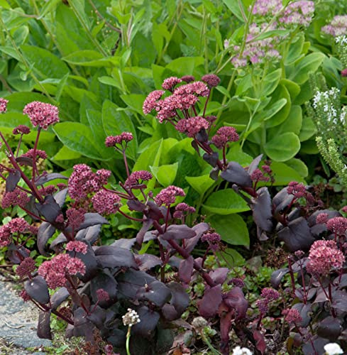 Fetthenne SunSparkler Dazzleberry - Sedum cultorum - lebende Gartenpflanze aus den Baumschulen