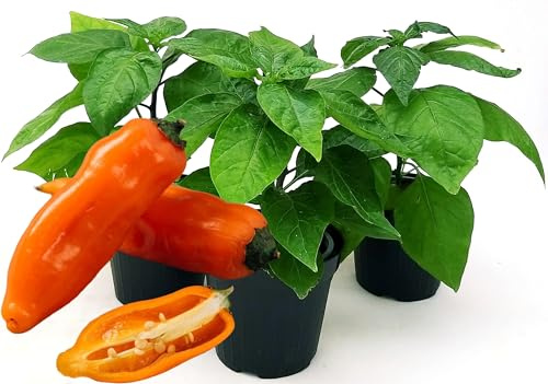 POWERS TO FLOWERS - PEPERONCINO AMARILLO BIO, 3 PIANTE, Vaso 10cm, piante vere