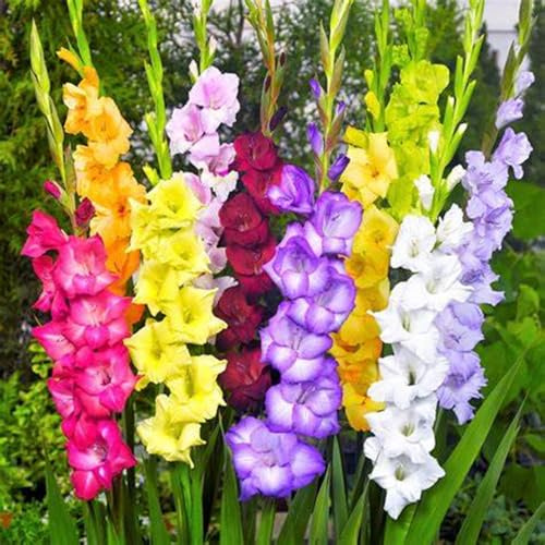 Garden,Mysteriöse magische Glühbirne,Winterhart pflanzen,2025 Winterhart zwiebeln,Blumenzwiebel Mix,Mehrjährige Blumenzwiebel-15 Gladiolen Zwiebeln