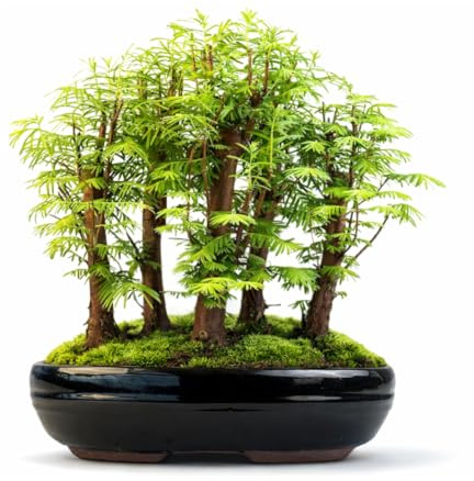 Bonsai Metasequoia Wald – Urweltmammutbaum in 26 cm Schale – Outdoor Baum – Einzigartiges Geschenk für Garten & Pflanzenliebhaber