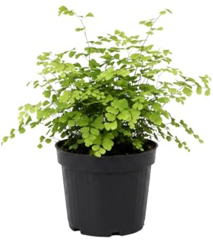 Adiantum Raddianum Fragrans Culantrillo de Pozo DECOALIVE Planta Viva para Decorar Interiores Maceta 14 cm Altura 35 cm