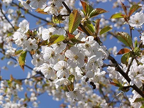 1 Wild Cherry Tree 40-60cm Stunning Blossom, Edible Cherries & Wild Bird Food 3fatpigs®
