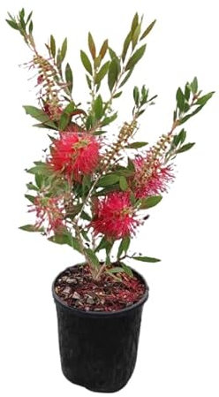 Callistemon Arbusto Natural Arbusto Ornamental para Espacios Exteriores