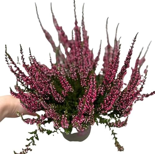 Brezo Planta Exterior - Planta Rosa - Arbusto Resistente y Natural