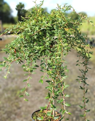 Zwergmispel Cotoneaster Salicifolius Gnom Hochstamm 40-60 cm Mispel