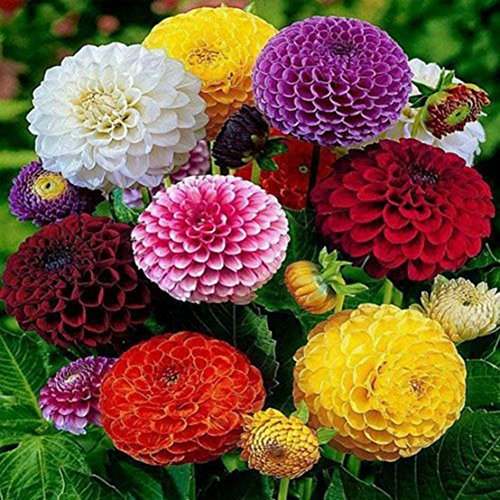 Reefa Graines Zinnia Mixte 200 Graines