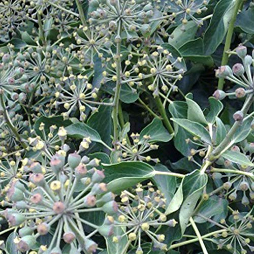 Hedera Helix Arborescens - Hiedra inglesa 40-50 cm en maceta