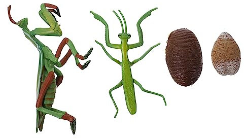 MUSISALY Mantis Lebenszyklus Figur Wachstumsmodell Frühpädagogische Requisite Insektenehrung Modell Spielzeug Für Junge Mädchen