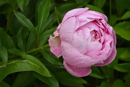 Pfingstrosen-Blumensamen 50 Stück rosa