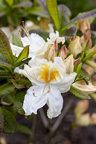 Rhododendron luteum 'Silver Slipper' 40-50 cm – Winterhart, Mehrjährig, Pflegeleicht – Azalee – Zierstrauch für Garten & Beet