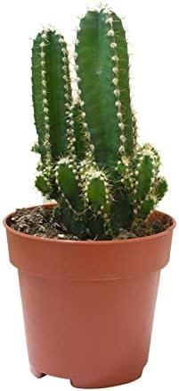 Cereus Peruvianus conocido como cactus del ordenador para un Jardín Impresionante en maceta de 8.5cm pequeña