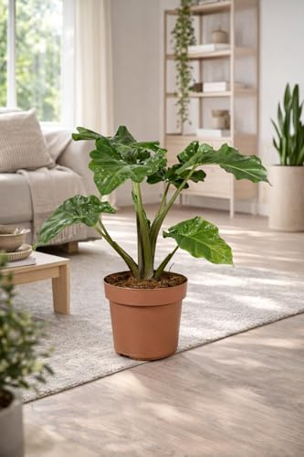 Alocasia Low Rider 60-80 cm – Exotische Zimmerpflanze mit glänzenden Blättern, Pflegeleicht & Ideal für dein Zuhause