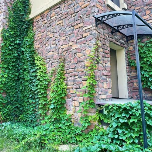 Wilder Wein, geschenke für gartenfreunde Wilder Wein Winterhart Schnellwachsend, luftreinigende zimmerpflanzen kletterpflanzen winterhart, deko wand, 350Samen